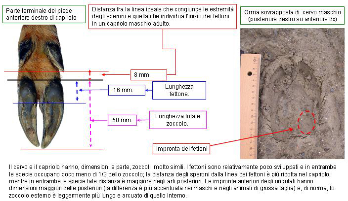 Le impronte degli ungulati.